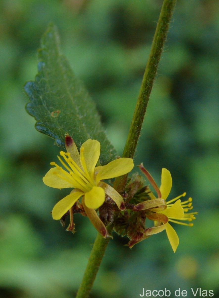 Triumfetta pentandra A.Rich.